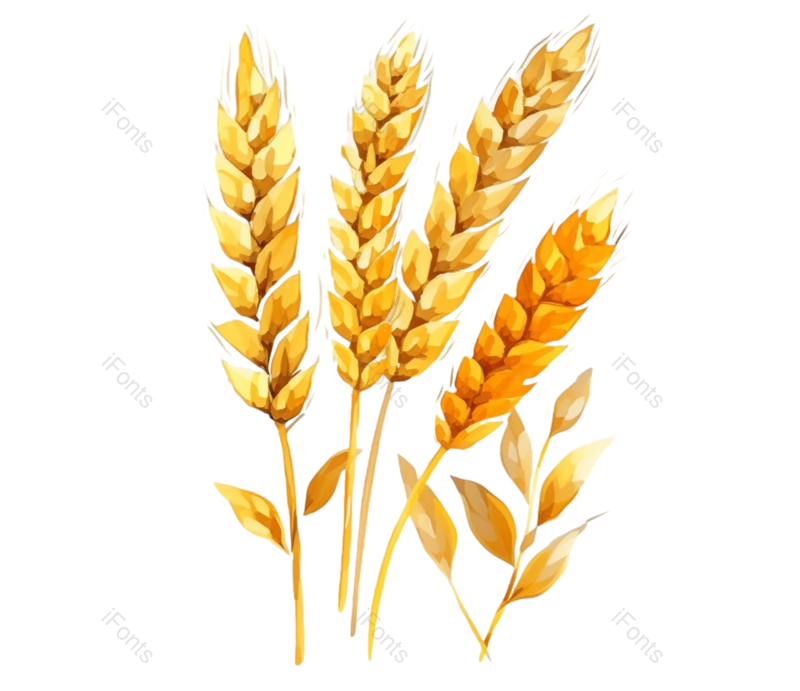 小满图片,秋天元素,麦子PNG,丰收免抠素材